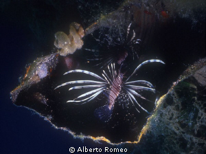"Pterois volitans" in  the hatchway  of the wreck  of Ced... by Alberto Romeo 